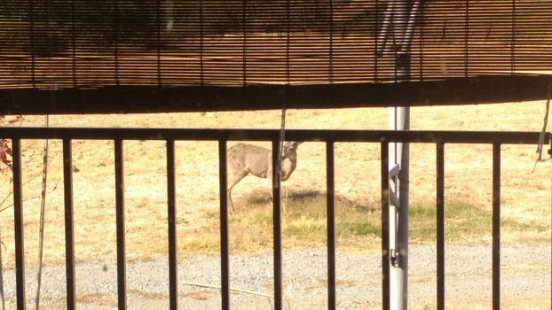 Deer in the yard