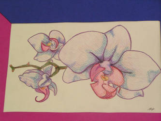 orchid2