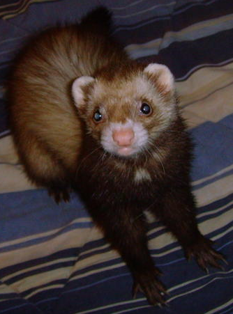 The Cutest Ferret In The World By Angelkitty17 On Deviantart