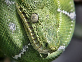 Green Tree Python