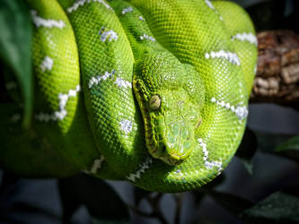 Green Tree Python 2
