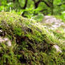 Moss