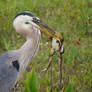 Blue Heron and Frog