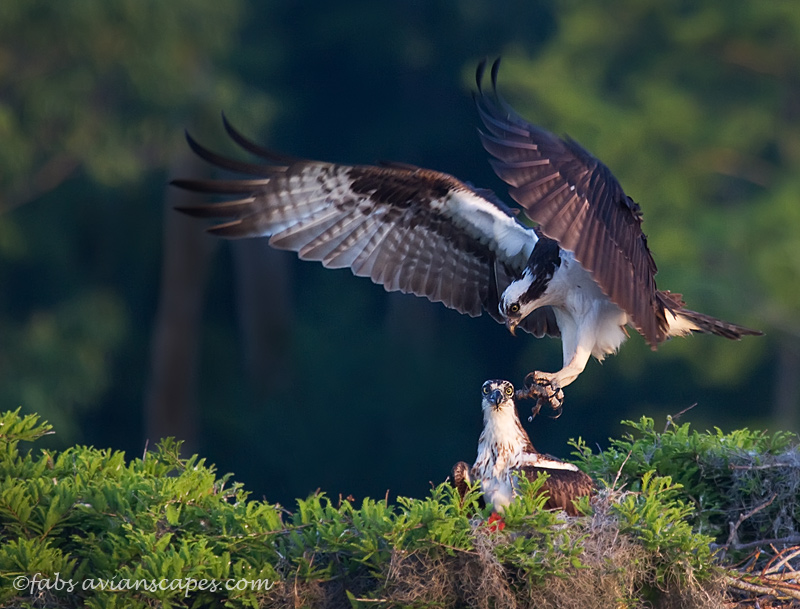 Osprey Pair