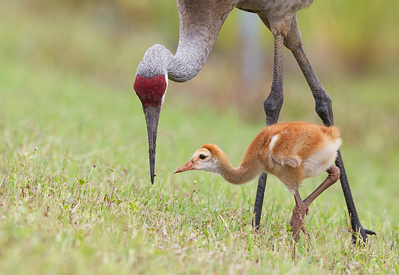 Sandhill Cranes