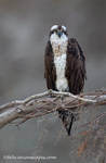 Female Osprey by FForns