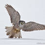 Northern Hawk Owl
