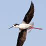 Black necked Stilt