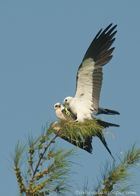 Swallow tailed Kites