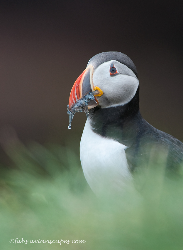 Atlantic Puffin 3