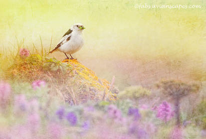 Snow Bunting