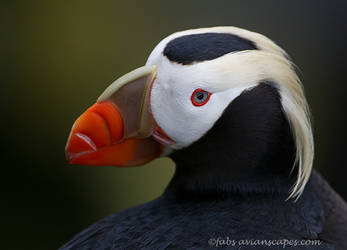 Tufted Puffin by FForns