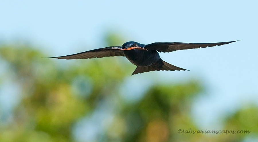 Purple Martin