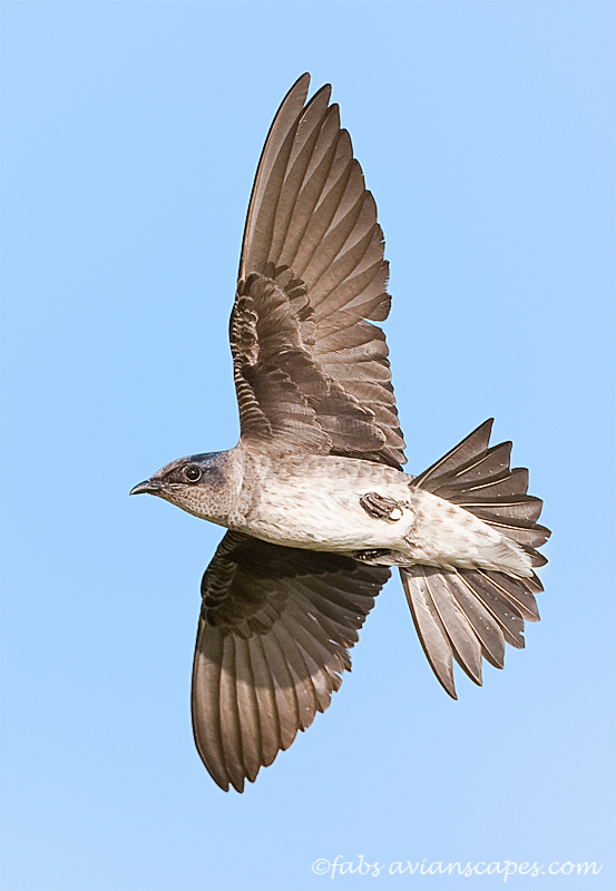 Female Purple Martin