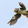 Puffin with Capelin