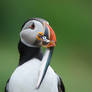 Puffin with Capelin 2