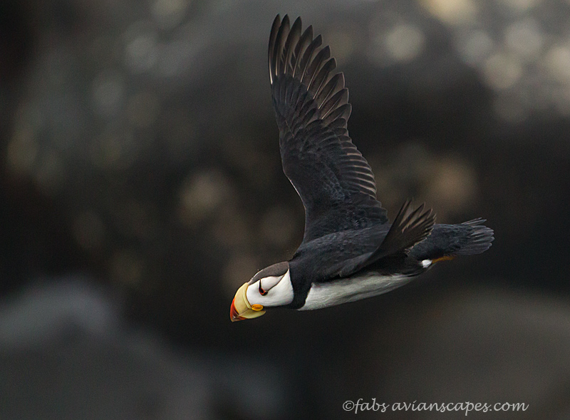 Horned Puffin flight