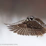 Hawk Owl