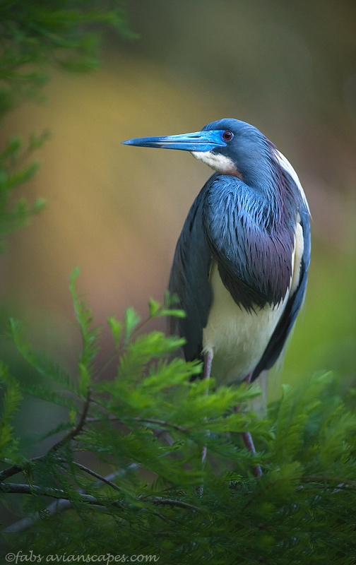 Breeding colors