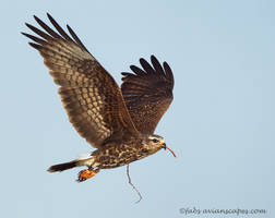 Snail Kite