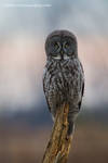 Great Gray Owl by FForns
