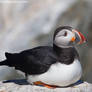 Atlantic Puffin resting