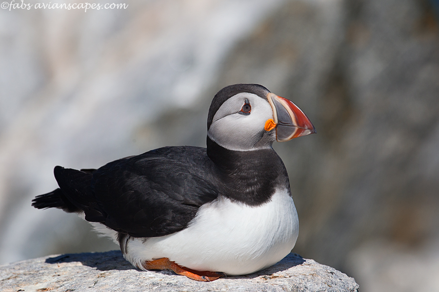 Atlantic Puffin resting