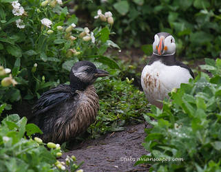 Atlantic Puffin and chick