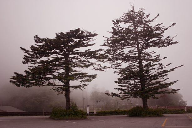 mountain trees