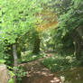 Tree Tunnel