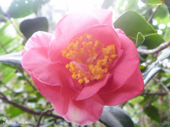 Camellia