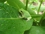 Frog in Hydrangea by a-kid-at-heart