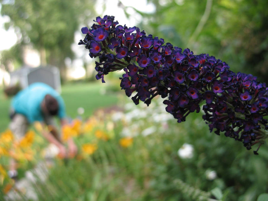 The Gardener by a-kid-at-heart