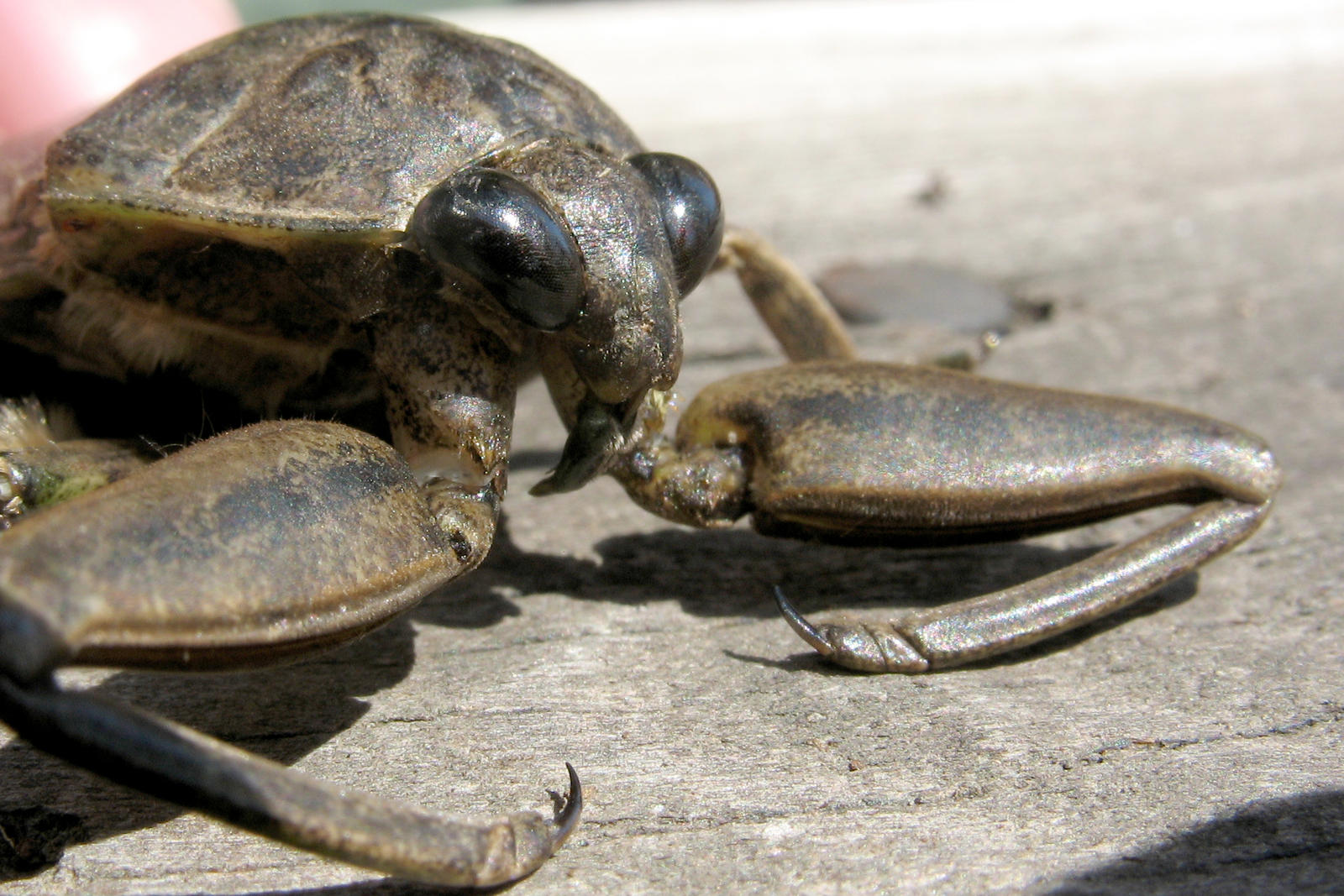 Giant Waterbug 1 by a-kid-at-heart on DeviantArt