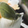 Cabbage White