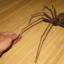 Spider 3