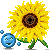 :Sunflower: