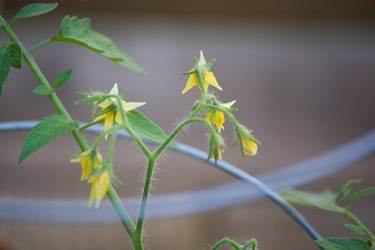 To-Be Tomatoes