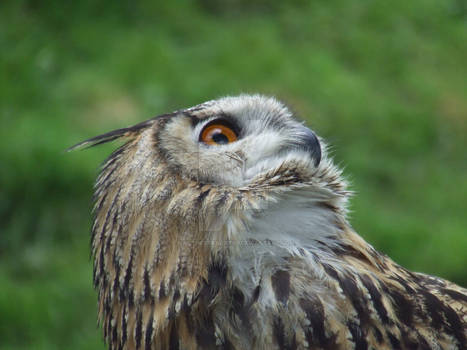 Eagle Owl