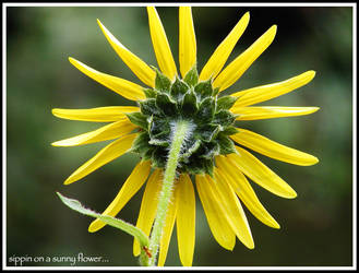 sippin' on a sunny flower...