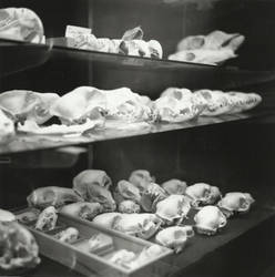 Bone Room