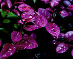 Droplets of Purple