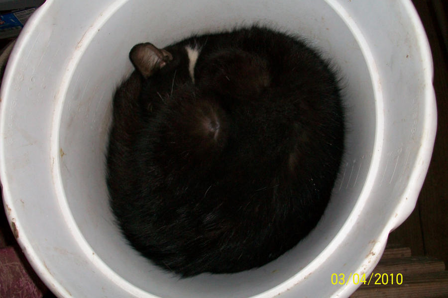 Bucket o' Kitten