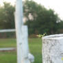 Mantid on A Fence