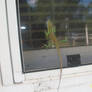 Fall Anole