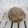 Turtle Turtle