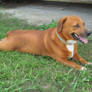 The Majestic Mutt