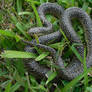 Snakey Snakey