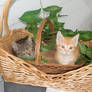 Basket of Cute