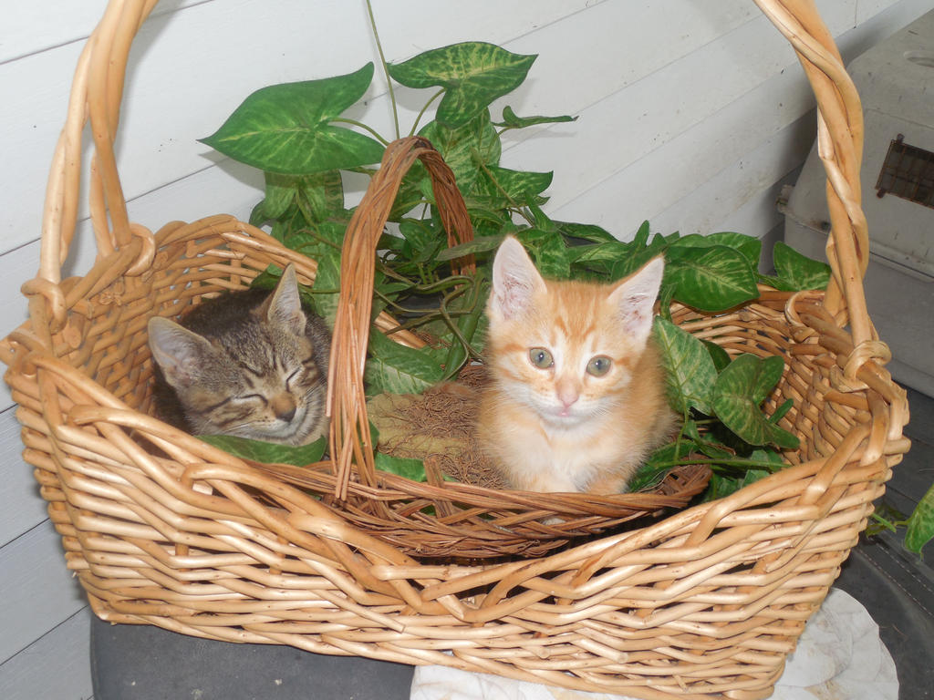Basket of Cute